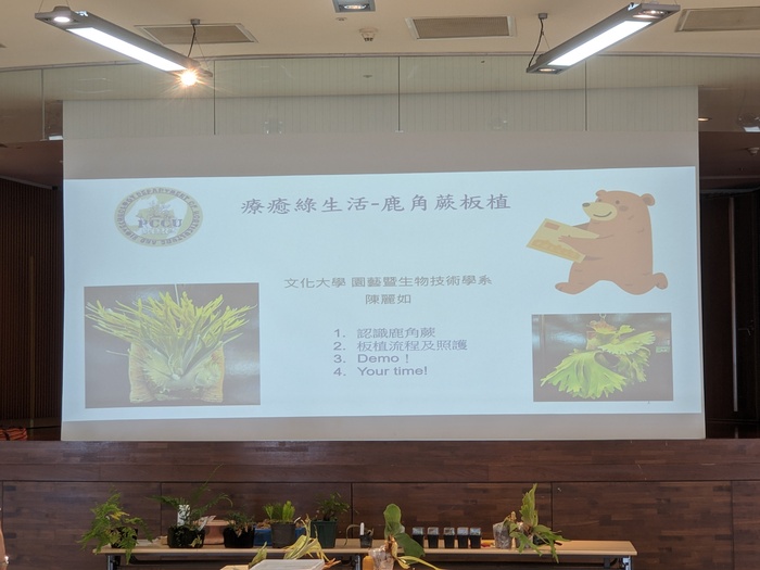 20250806鹿角蕨板植分享活動圖片