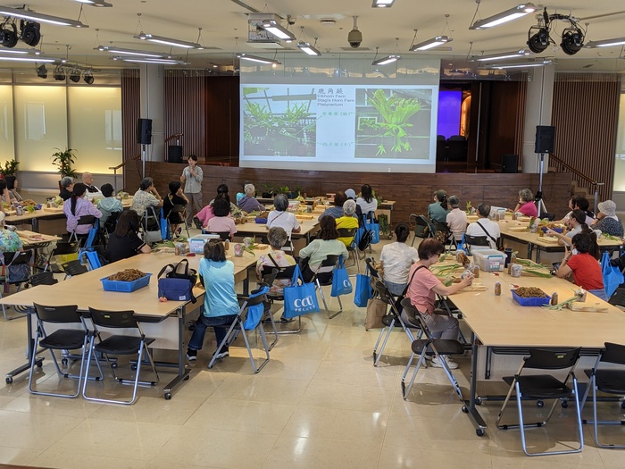20250806鹿角蕨板植分享活動圖片