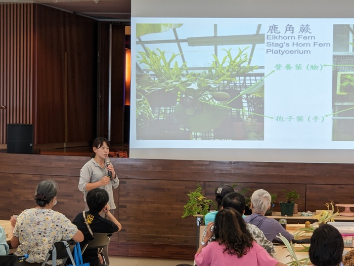 20250806鹿角蕨板植分享活動圖片