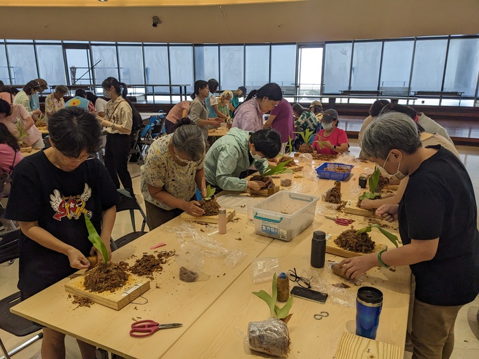 20250806鹿角蕨板植分享活動圖片