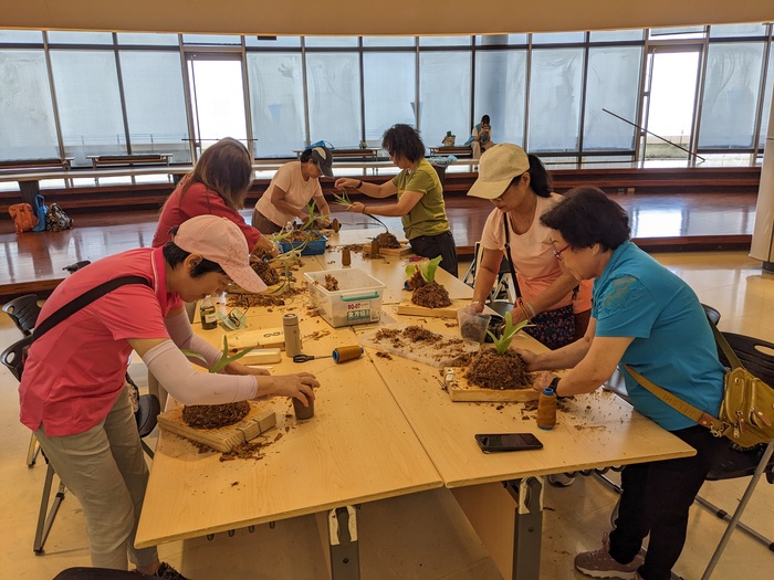 20250806鹿角蕨板植分享活動圖片