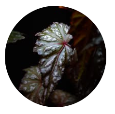 吳柏昕系友-YN植栽(2026/03/04)圖片