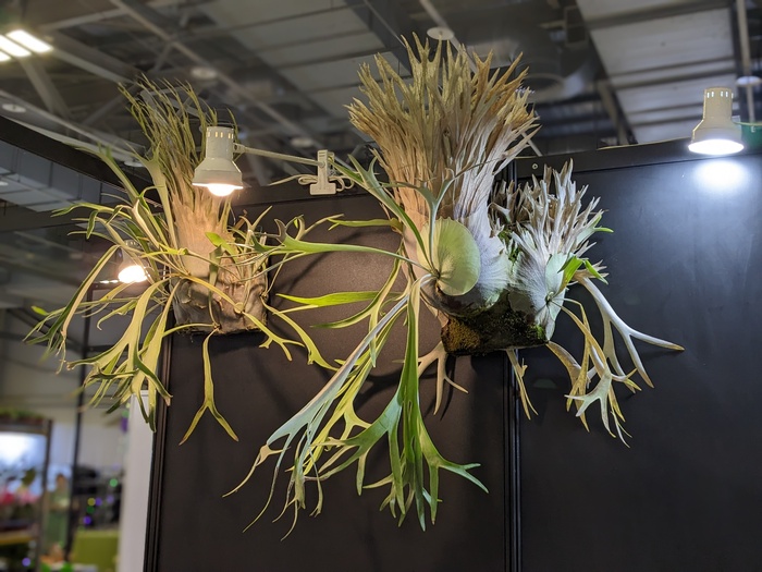 花卉推介會展現「從學習到產業」的完整路徑 文化大學園藝暨生物技術學系以四大展區呈現學研實力與共創精神圖片