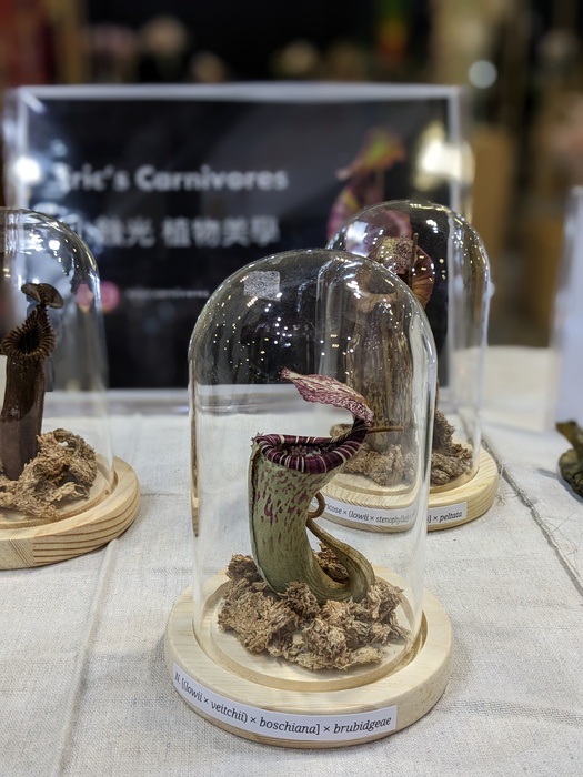 花卉推介會展現「從學習到產業」的完整路徑 文化大學園藝暨生物技術學系以四大展區呈現學研實力與共創精神圖片
