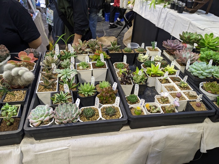 花卉推介會展現「從學習到產業」的完整路徑 文化大學園藝暨生物技術學系以四大展區呈現學研實力與共創精神圖片