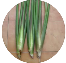 江豐澤、雷家芸（江書緯系友、雷欣怡系友）-大溪阿英腿(2026/03/04)圖片